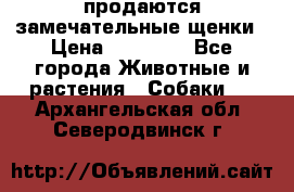 продаются замечательные щенки › Цена ­ 10 000 - Все города Животные и растения » Собаки   . Архангельская обл.,Северодвинск г.